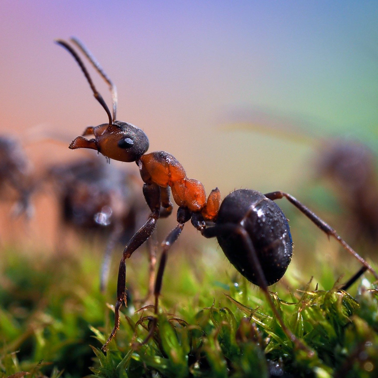 How to Get Rid of Pantry Moths & More: Canberra Pest Control