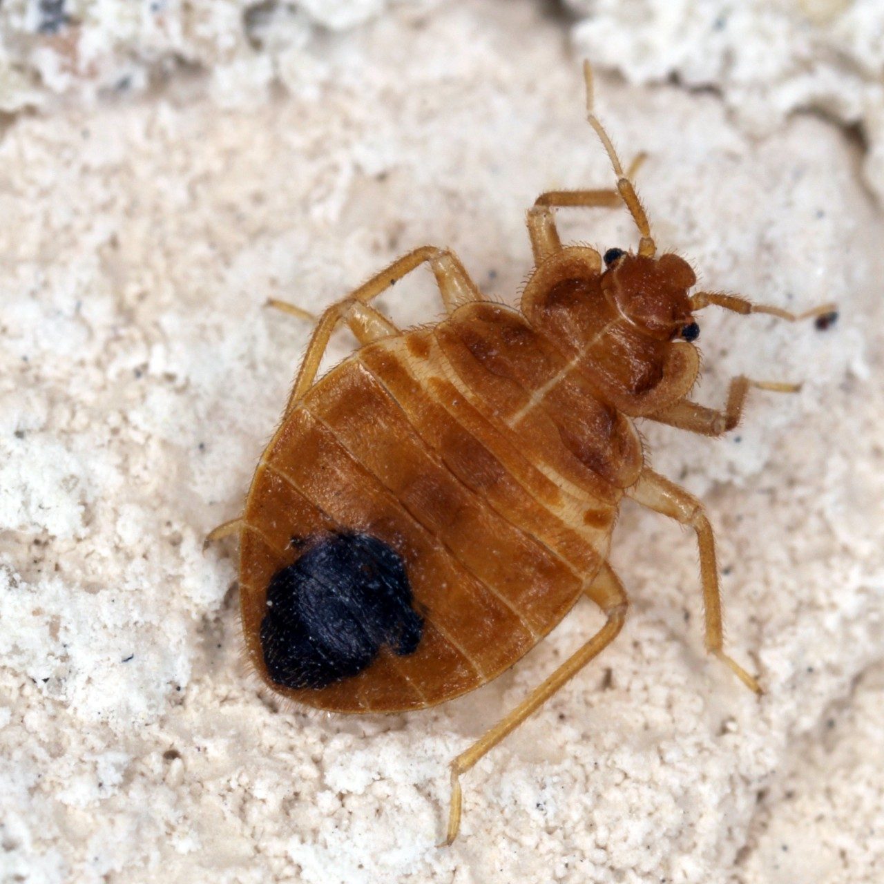 How to Get Rid of Carpet Beetles & More: Canberra Pest Control