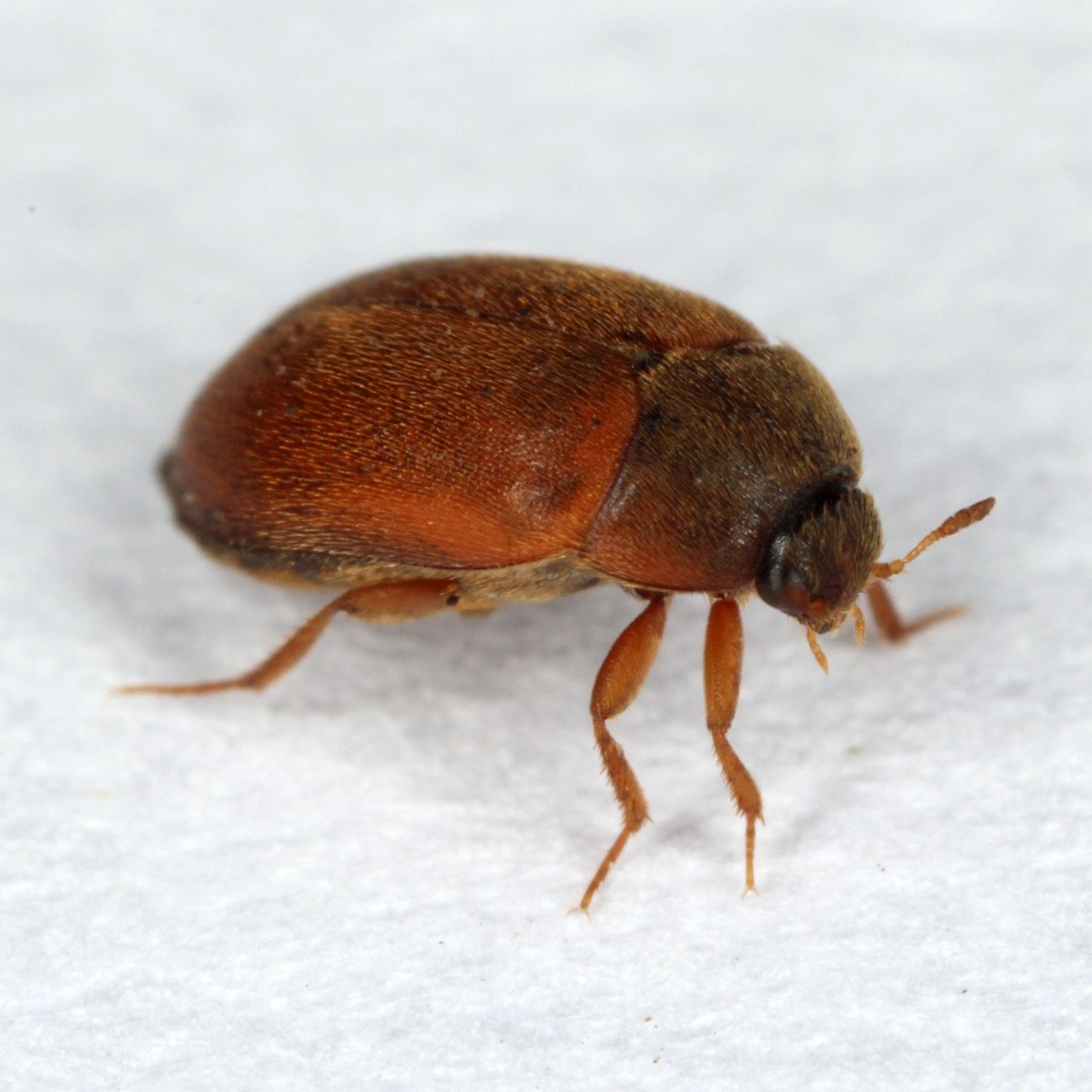 How to Get Rid of Carpet Beetles & More: Canberra Pest Control